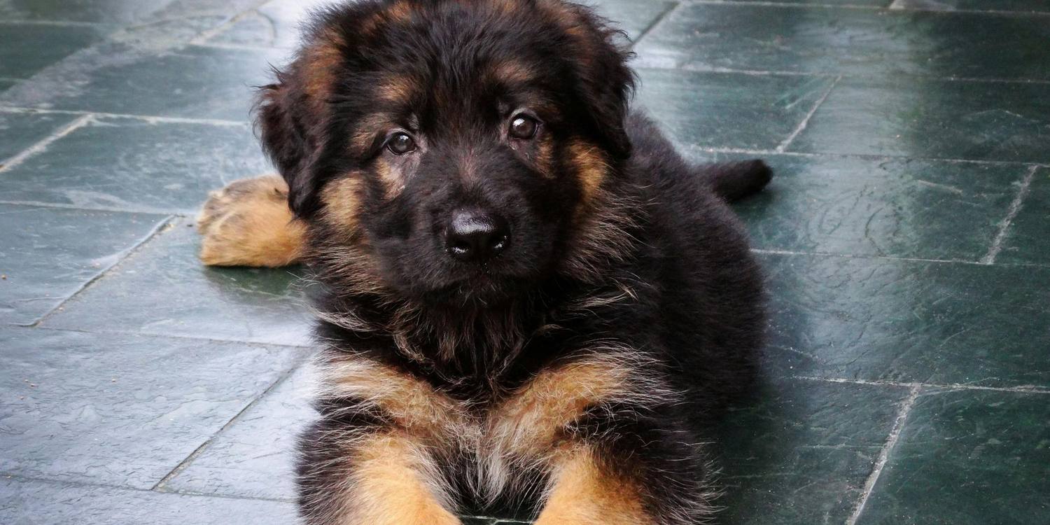 A German Shepherd puppy looking at the camera